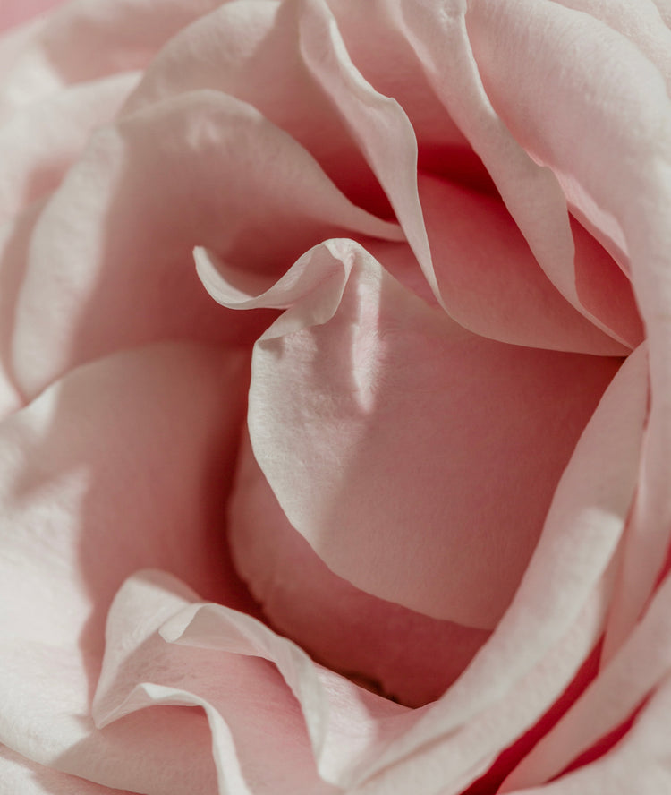 Rose Chocolat Parfum