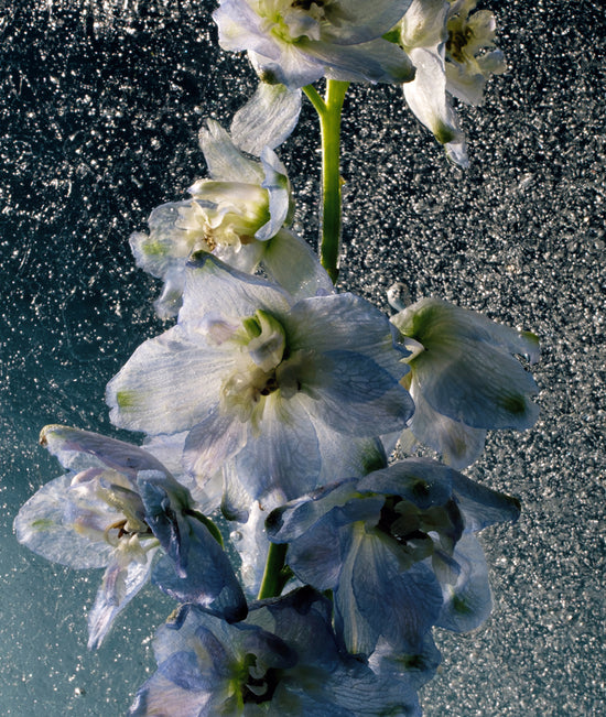 Santal Supreme Perfume Oil